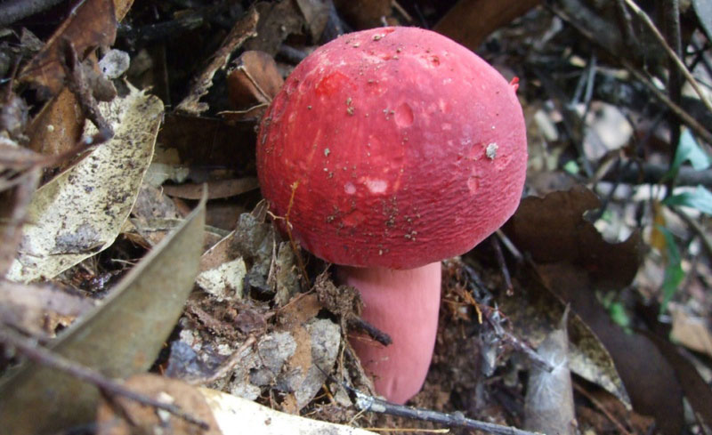 毒蘑菇顏色艷，一起煮大蒜會(huì)發(fā)黑？真的假的？